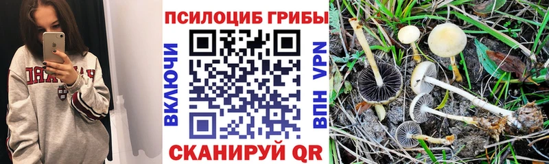 Галлюциногенные грибы мицелий  нарко площадка формула  Советск  kraken  